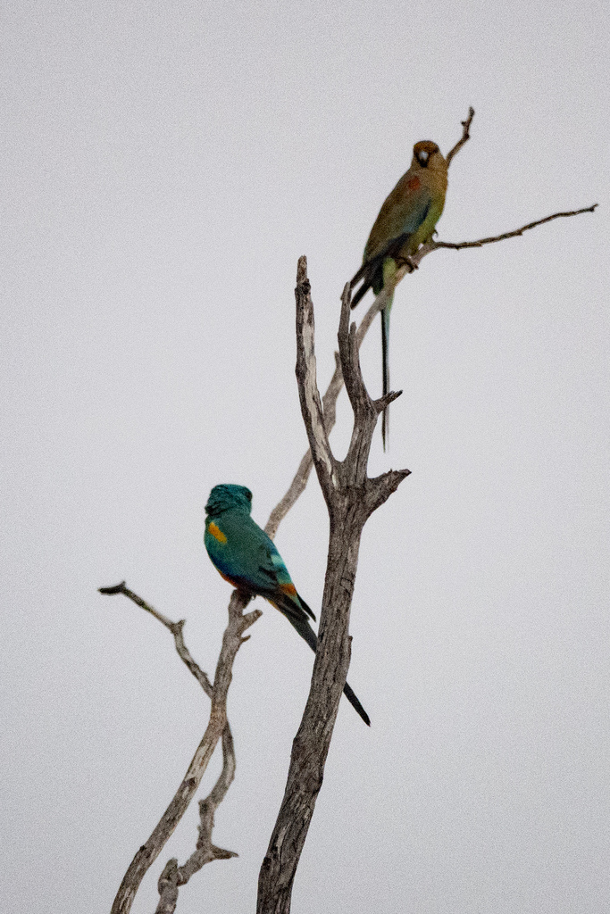 Mulga Parrot from Buntine WA 6613, Australia on October 21, 2023 at 08: ...