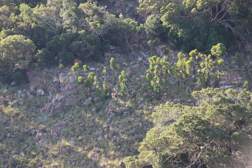 Image of Protea comptonii by (c) Tony Rebelo, some rights reserved (CC BY-SA)