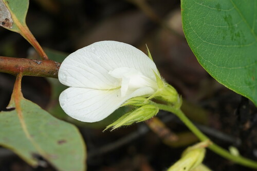 Clitoria australis