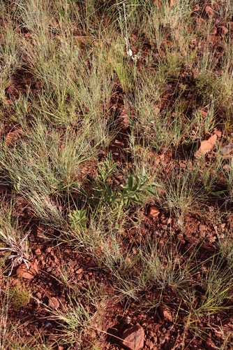 Image of Searsia harveyi by (c) Tony Rebelo, some rights reserved (CC BY-SA)