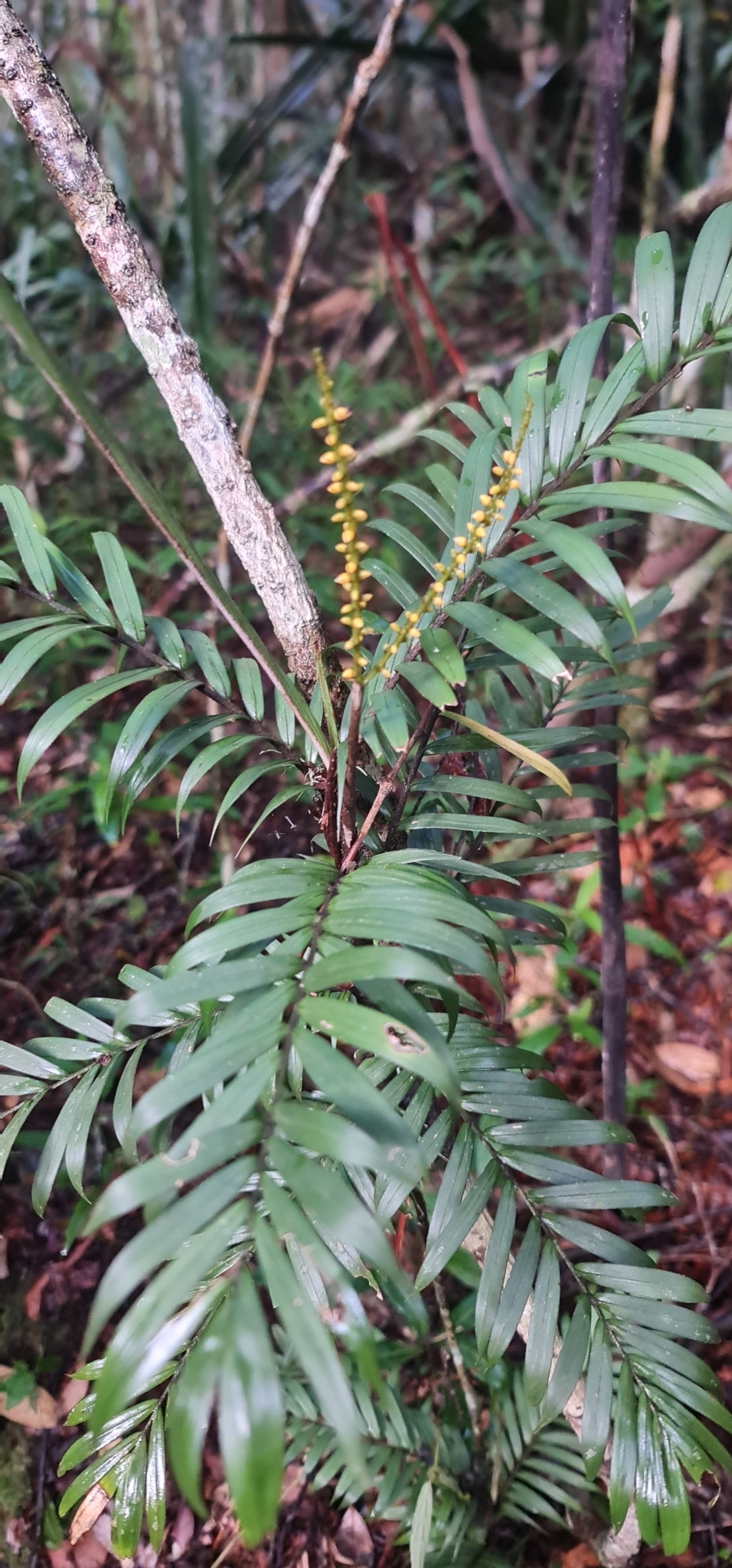 Imagem de Dypsis concinna
