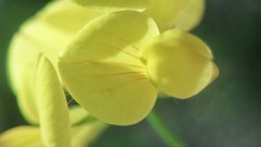 Lotus corniculatus corniculatus