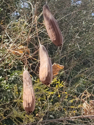 Sponge Gourd