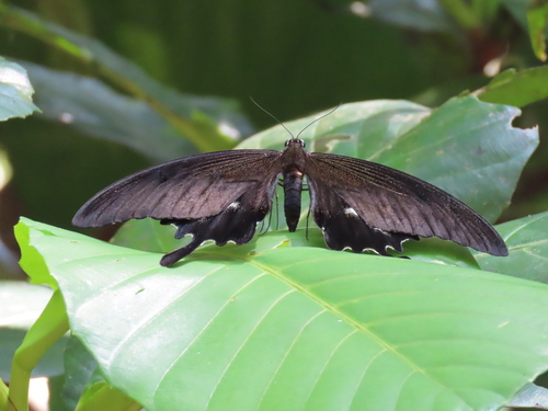 Photo of Great Helen Swallowtail (Papilio iswara)