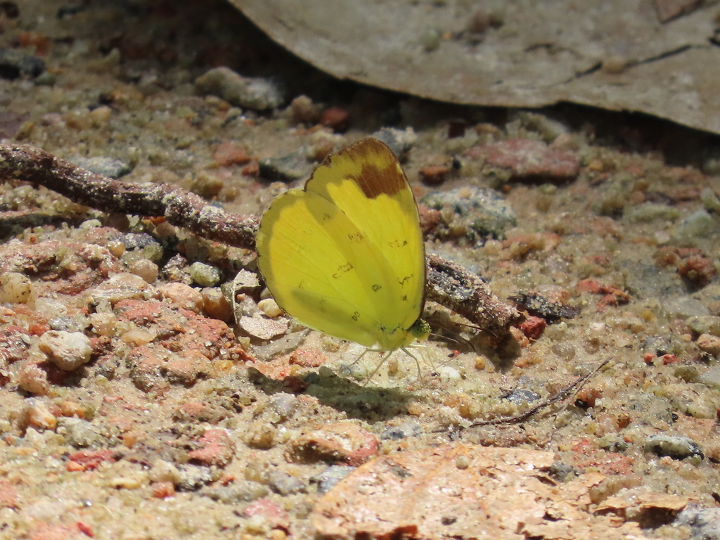Changeable grass yellow