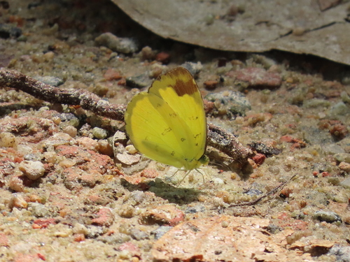 Changeable grass yellow