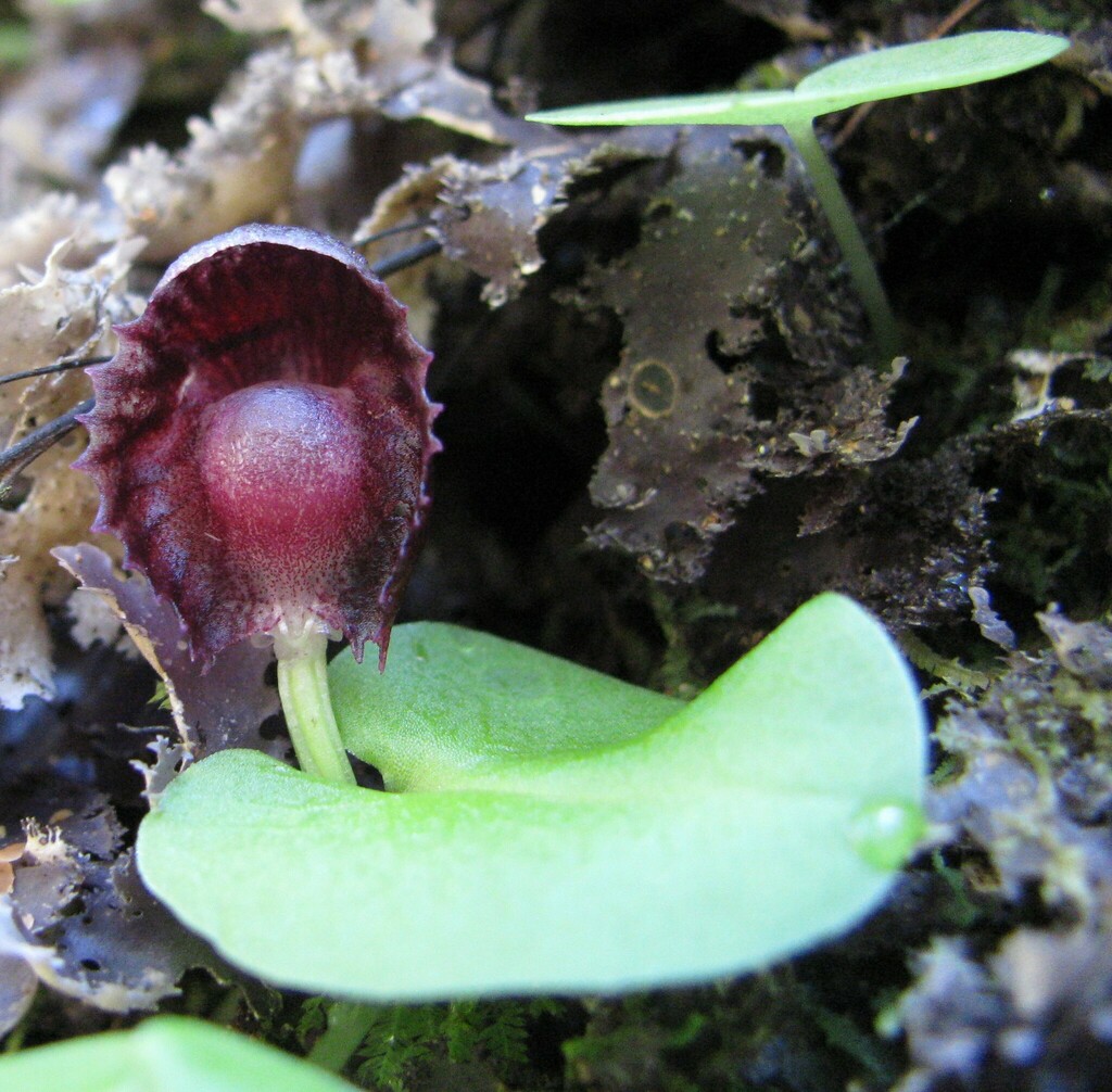Corybas grumulus