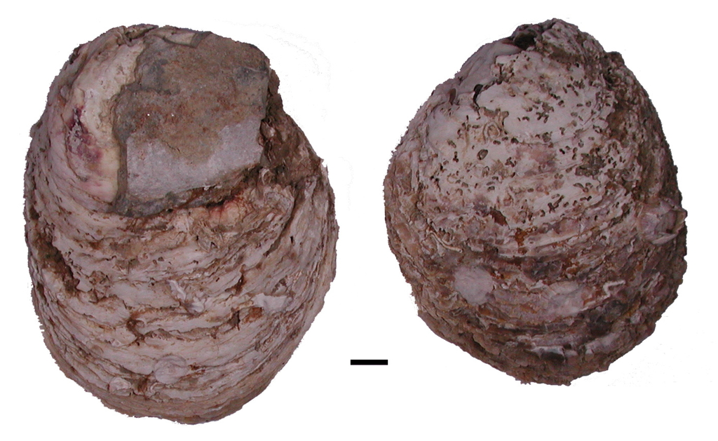 Belcher's Cupped Oyster