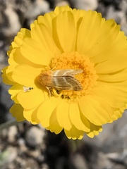 Schinia miniana