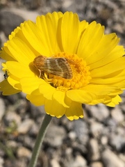 Schinia miniana