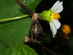 Eysarcoris guttigerus