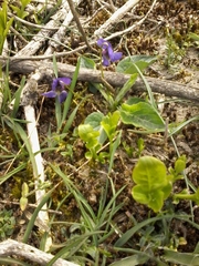 Viola hirta