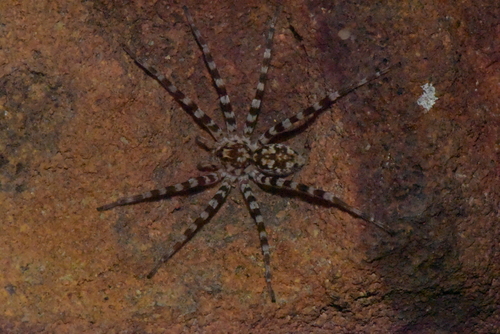 Ornamental Wandering Spider