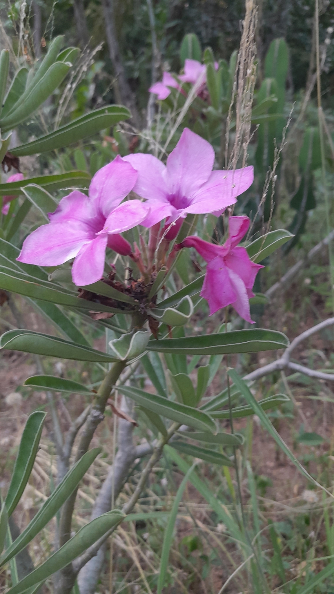 Imagem de Rosa do deserto