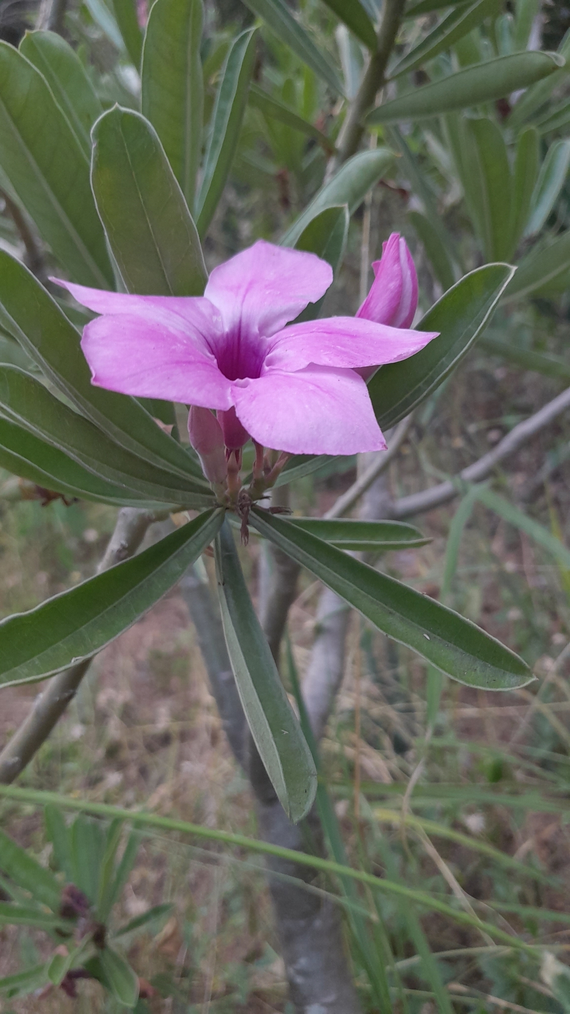 Imagem de Rosa do deserto