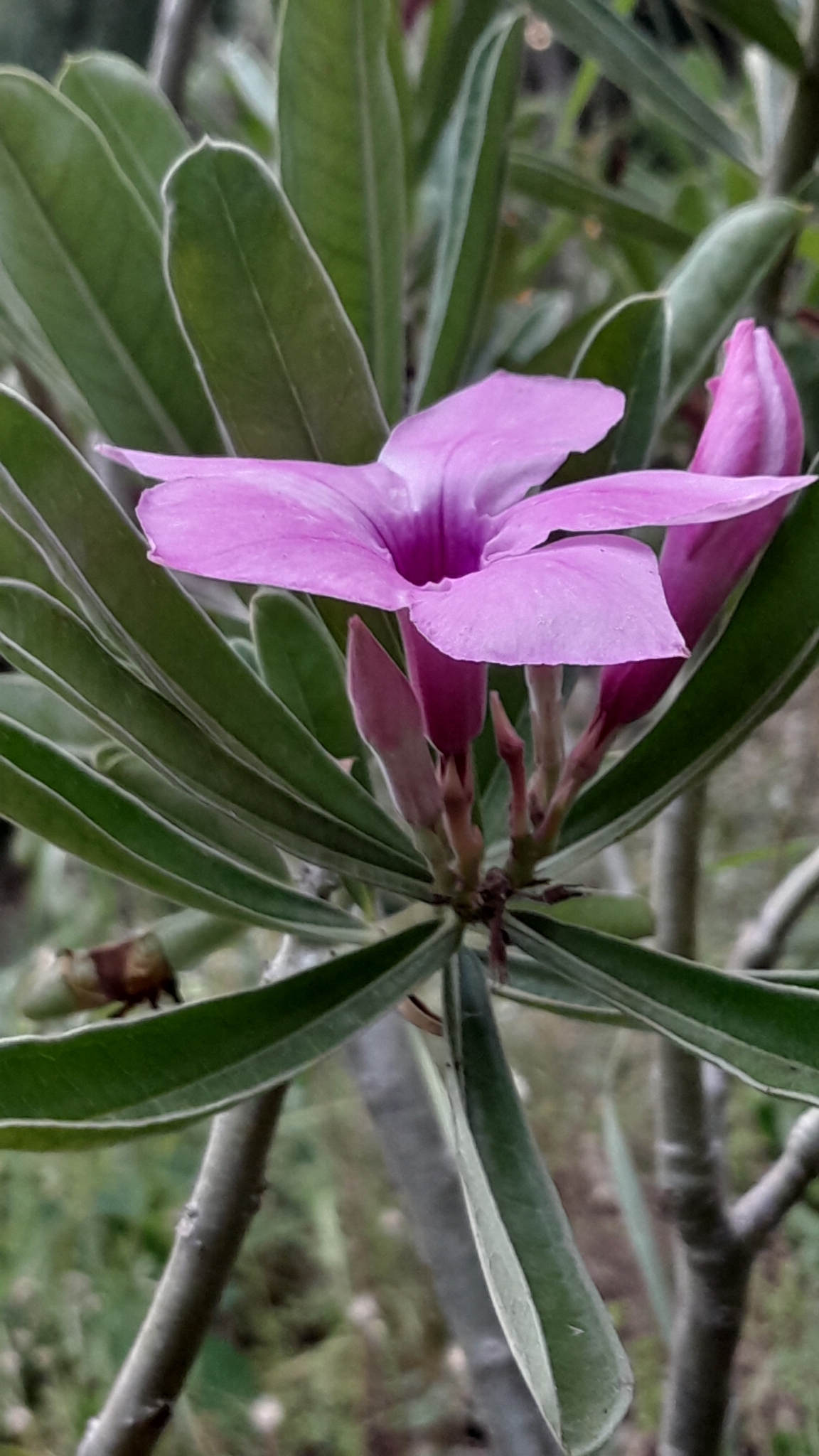 Imagem de Rosa do deserto