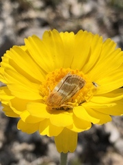 Schinia miniana