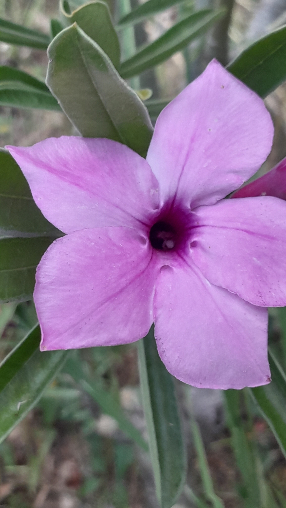 Imagem de Rosa do deserto
