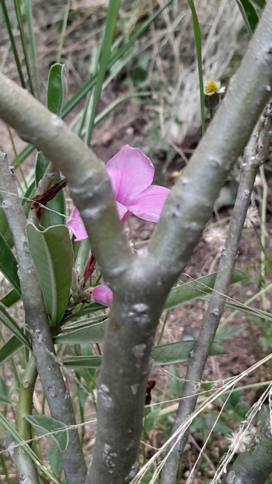Imagem de Rosa do deserto