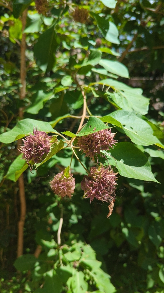 Clerodendrum involucratum