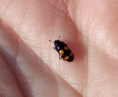 Glischrochilus grandis