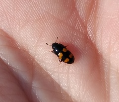 Glischrochilus grandis