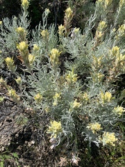 Castilleja hololeuca
