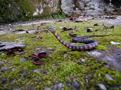 Erythrolamprus epinephalus pseudocobella