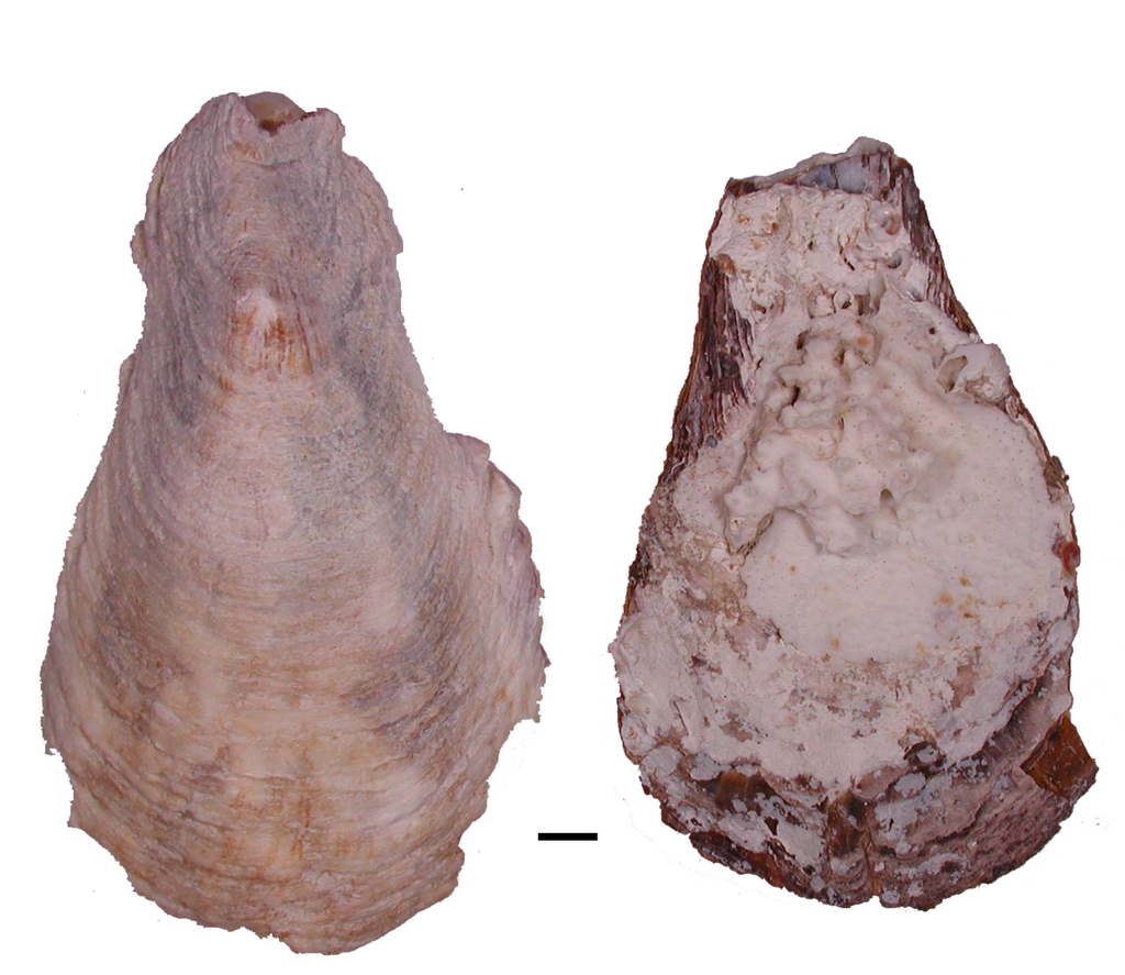 Pustulostrea
