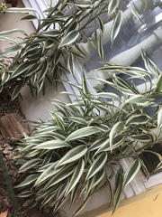 Dracaena sanderiana
