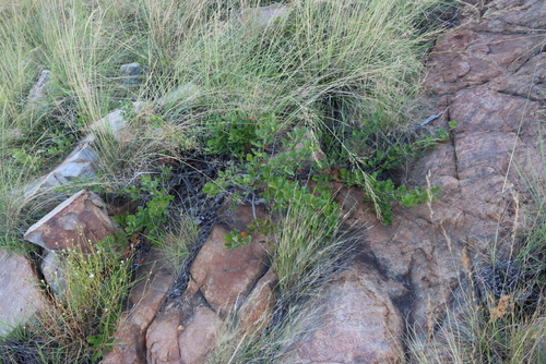 Image of Searsia tumulicola by (c) Tony Rebelo, some rights reserved (CC BY-SA)