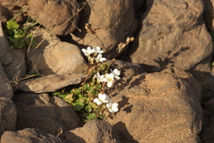 Saxifraga bracteata