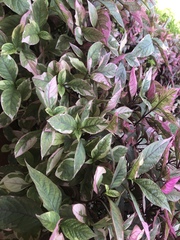 Pseuderanthemum carruthersii