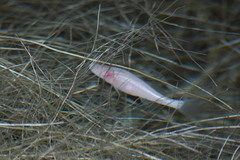 Blind Fish photo 4