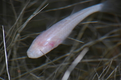 Blind Fish photo 2