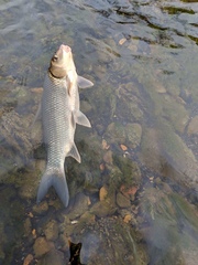 Carpiodes cyprinus