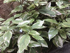 Pseuderanthemum carruthersii