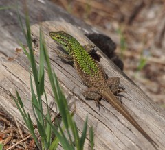 Podarcis siculus