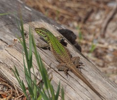 Podarcis siculus