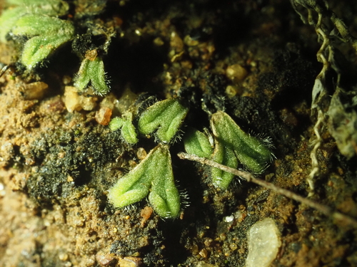 Image of Riccia crinita by (c) Hugo Innes, some rights reserved (CC BY)