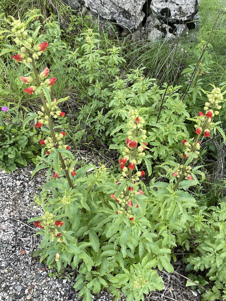 Elder-leaved figwort
