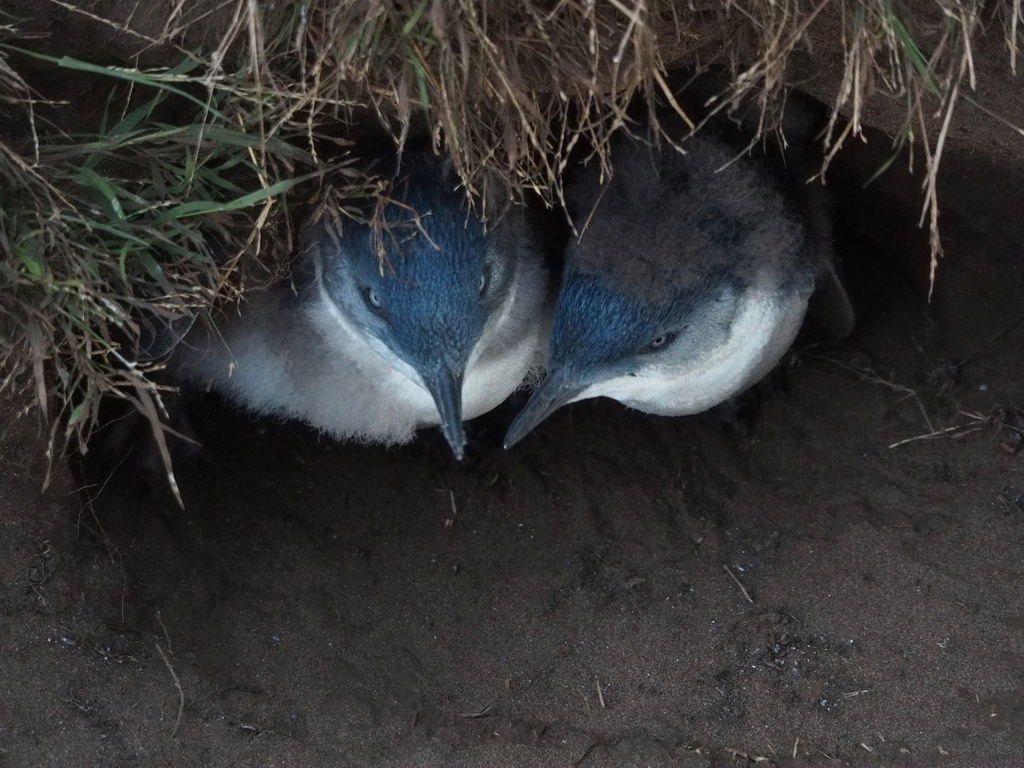 Little Penguin from Phillip Island, Victoria, Australia on March 7 ...