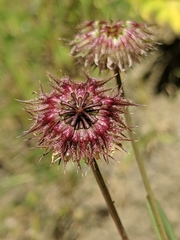 Trifolium ciliolatum