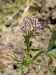 Trifolium ciliolatum