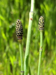 Equisetum laevigatum