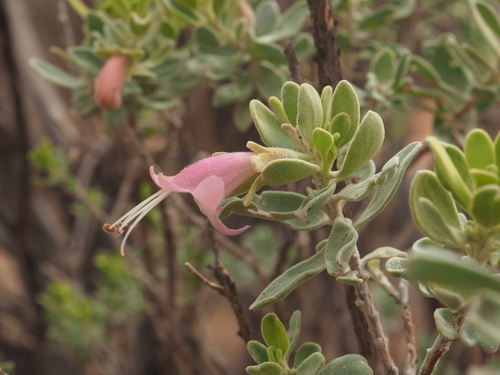 Image of Wilcox Bush (Eremophila forrestii) by (c) Hugo Innes, some rights reserved (CC BY)