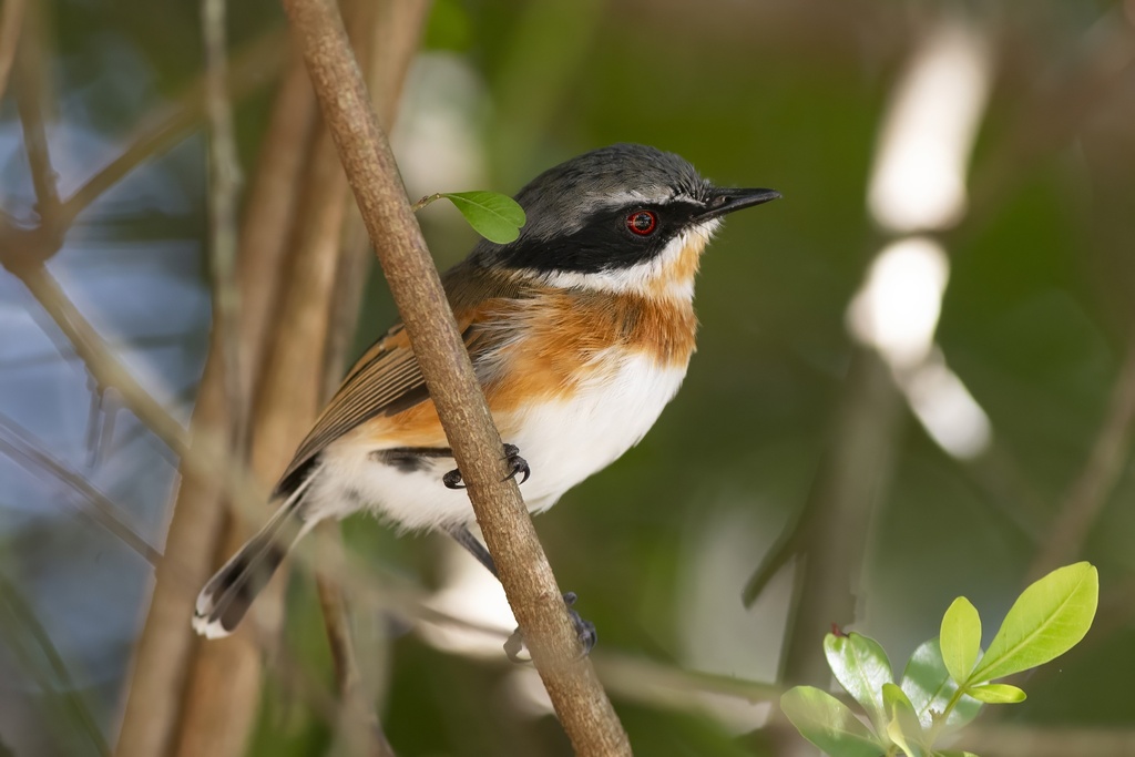 Cape Batis from Campher's Drift, George, 6529, Южная Африка on February ...