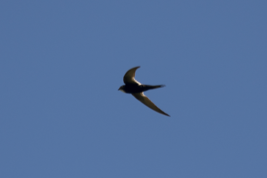 White-rumped Swift from Эден, Южная Африка on February 19, 2024 at 11: ...