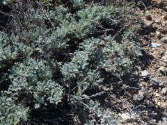 Artemisia caerulescens gallica