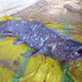 West Indian Ocean Coelacanth - Photo (c) thierrycordenos, some rights reserved (CC BY-NC)